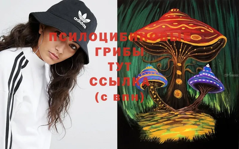 Галлюциногенные грибы Psilocybine cubensis  как найти   Десногорск 